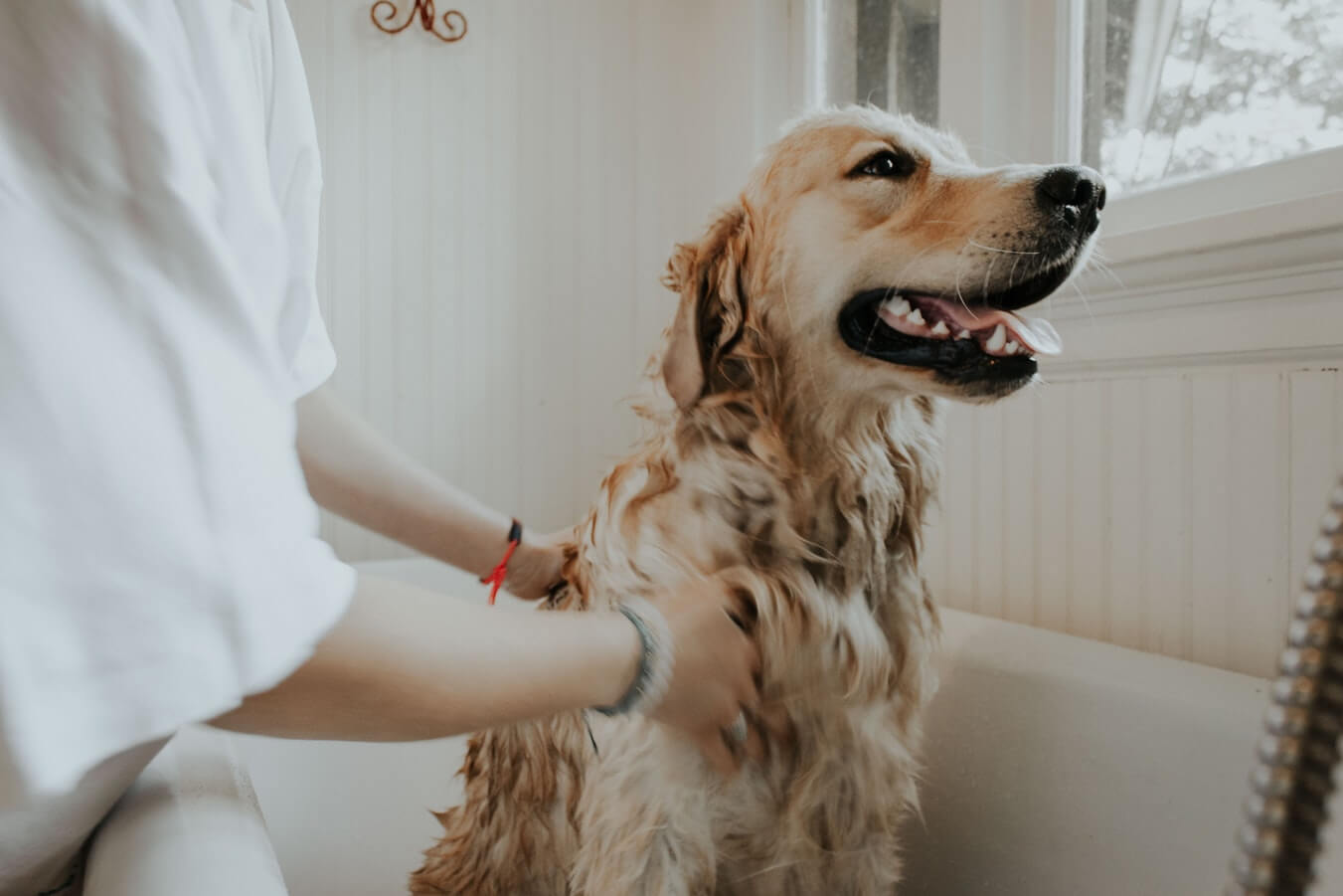 all-you-need-to-know-about-bathing-a-dog