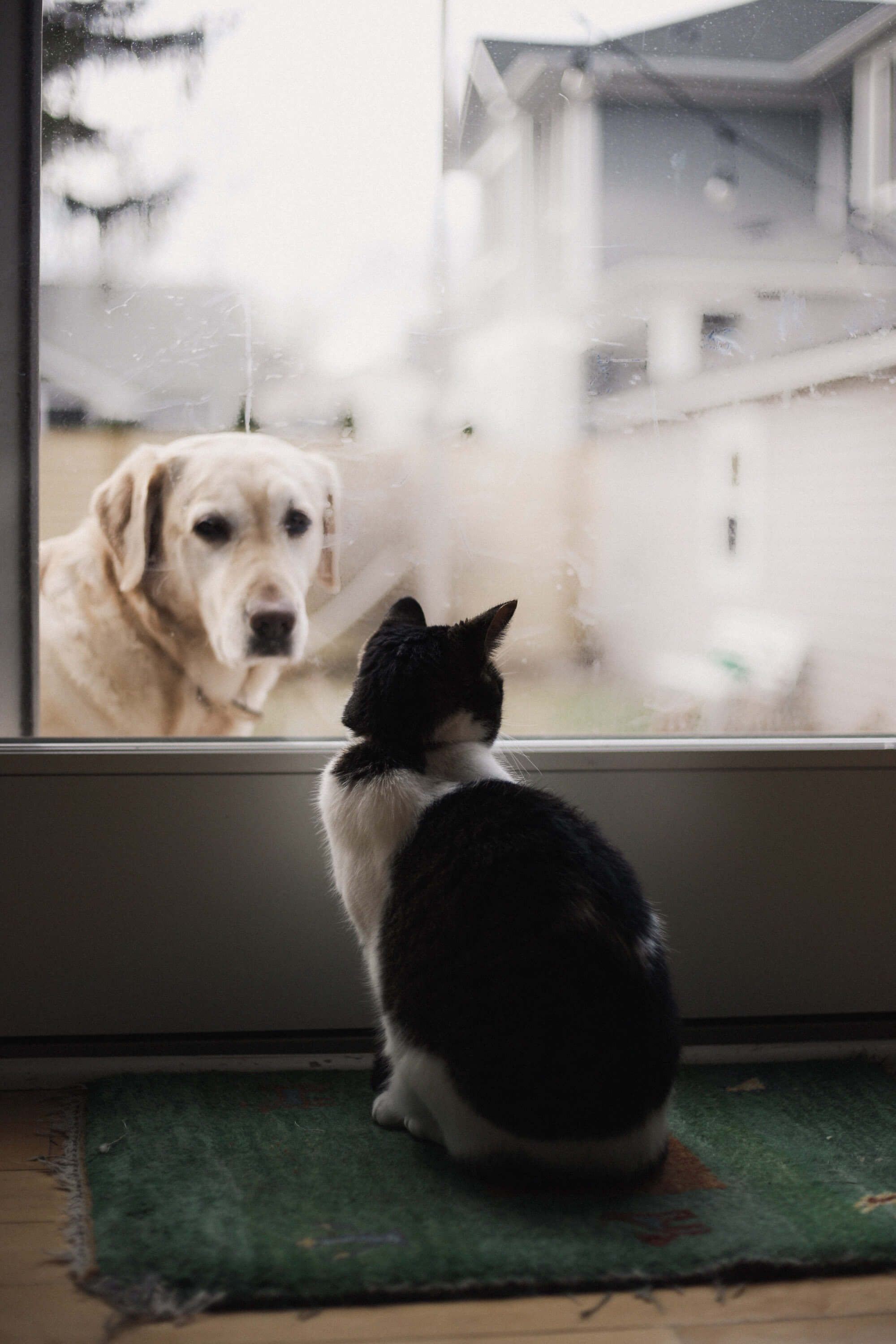are-cats-smarter-than-dogs