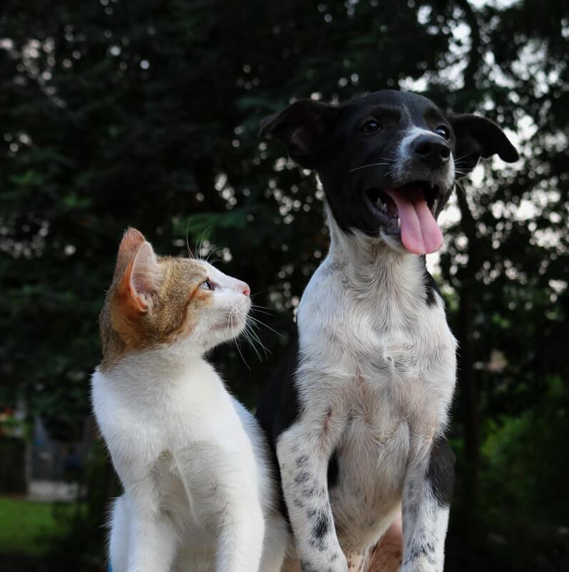 are-dogs-smarter-than-cats
