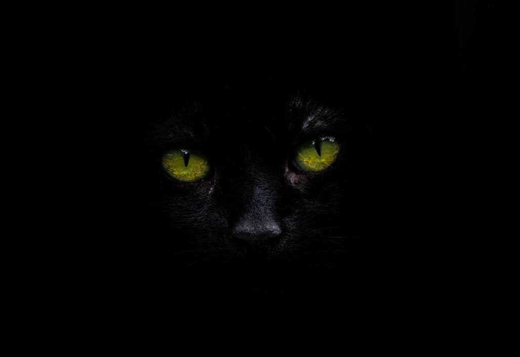 can-cats-see-in-the-dark