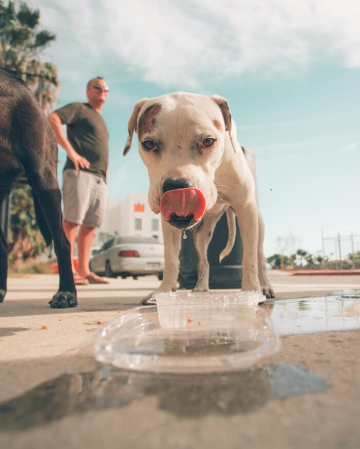 how-dogs-drink-water