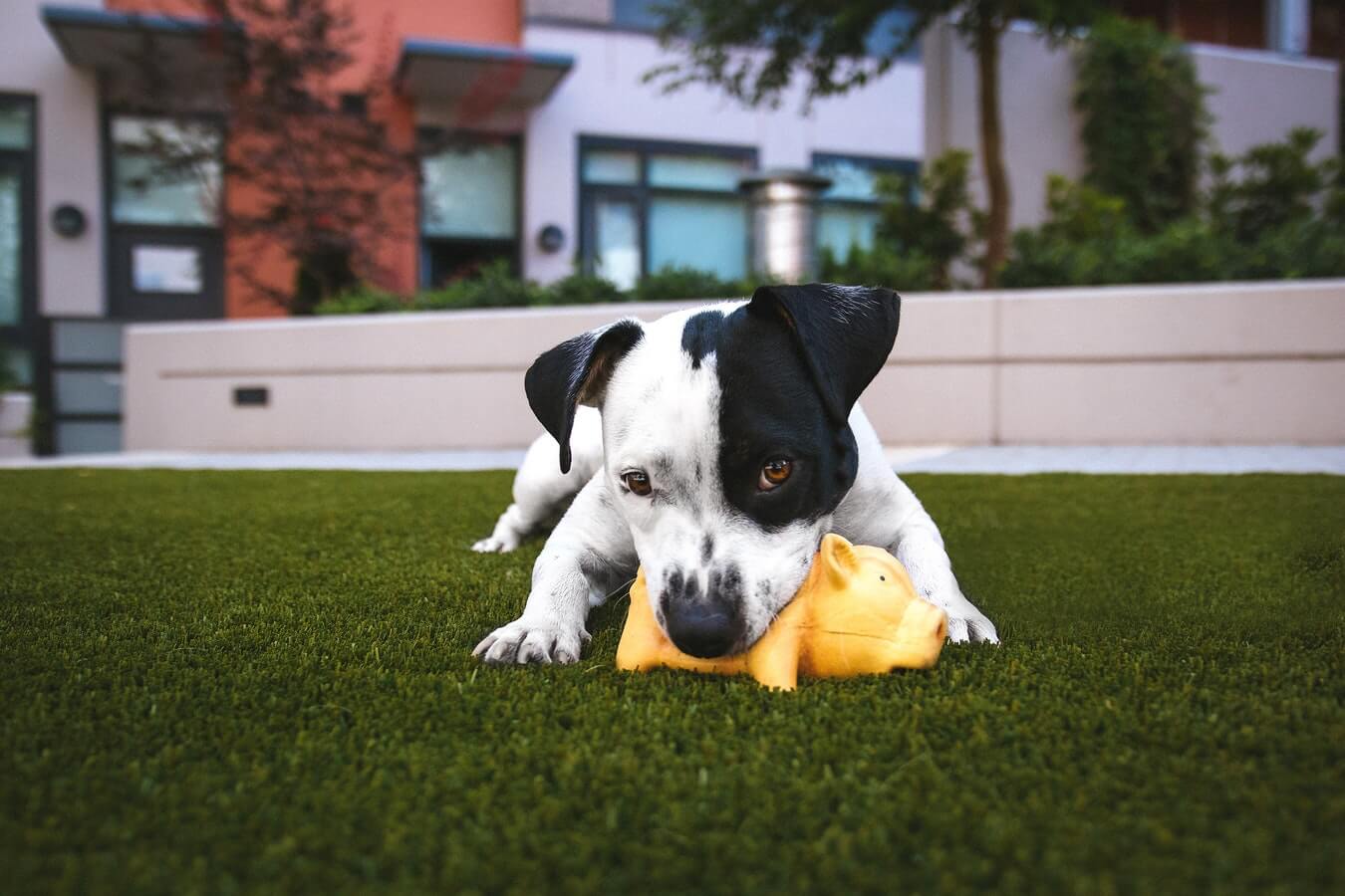 Top 10 Best Dog Toys and a Buyer's Guide