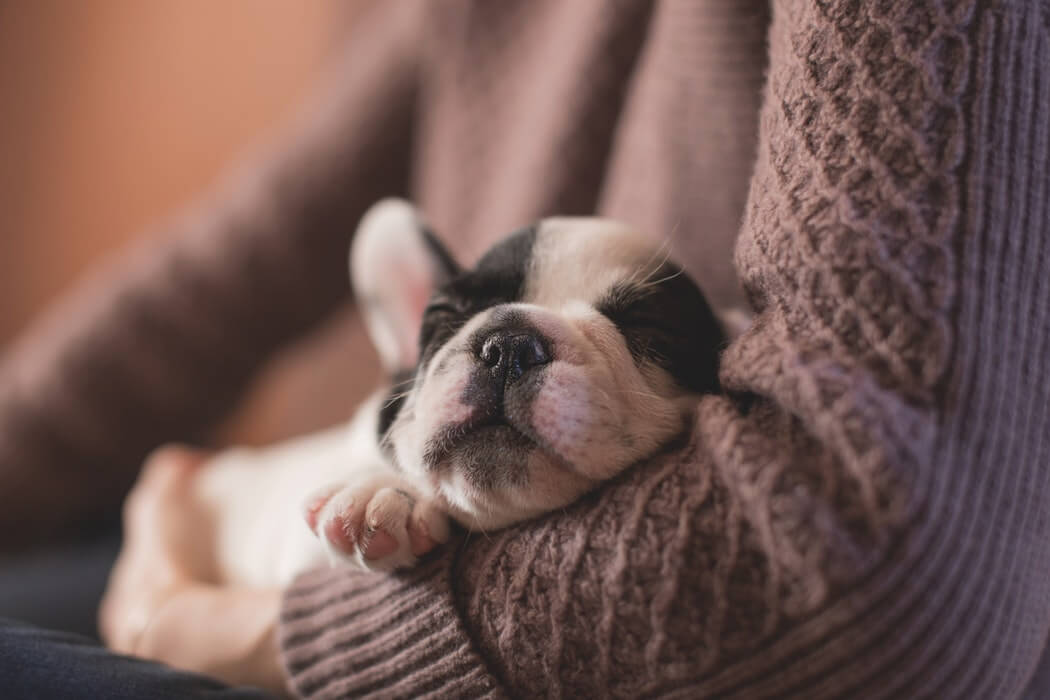 why-do-dogs-sleep-so-much