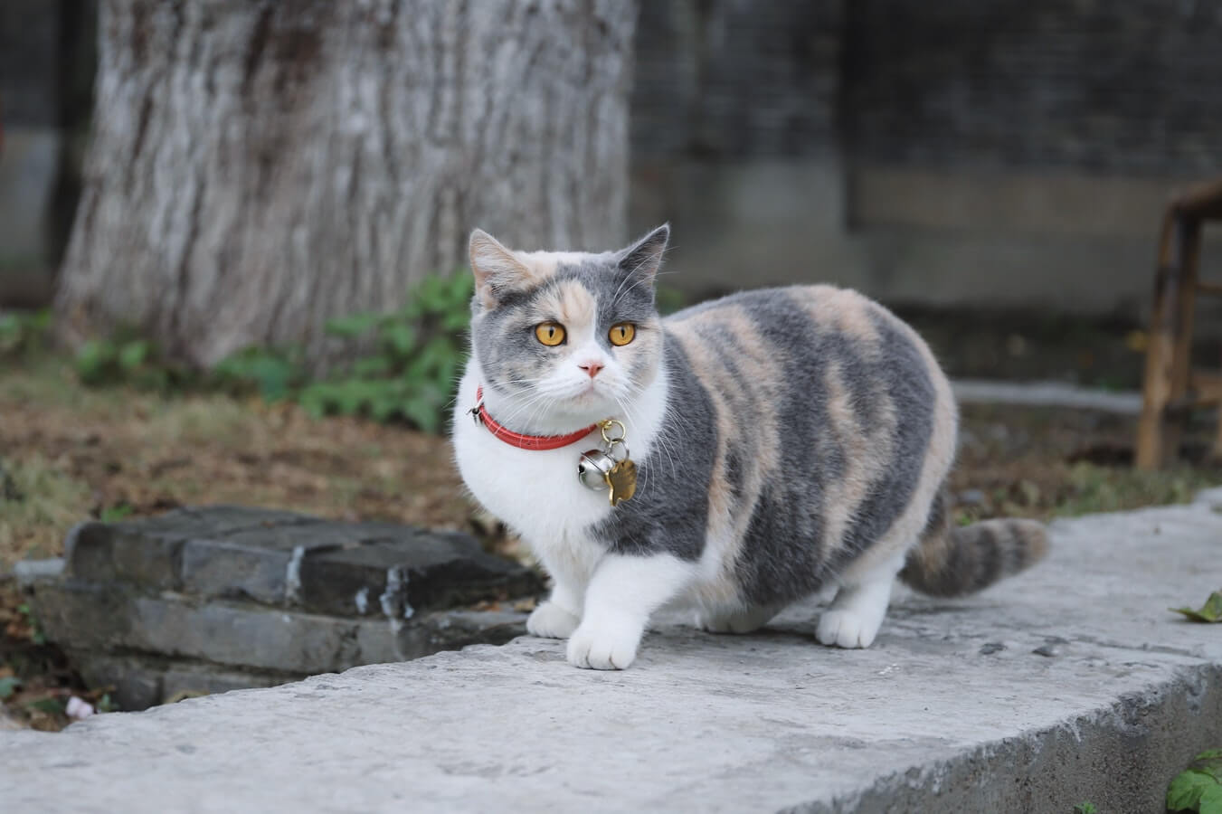 5 Best Cat Flea Collars Reviews and Buyer Guide 2019 Pet Love That