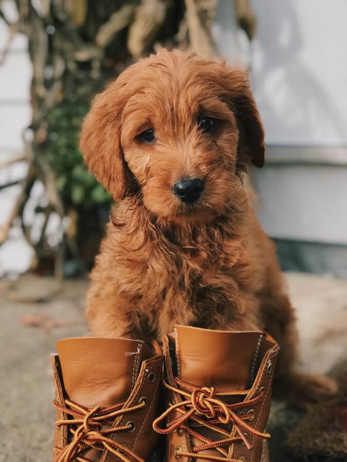6 Best Dog Boots Reviews and Ultimate Guide