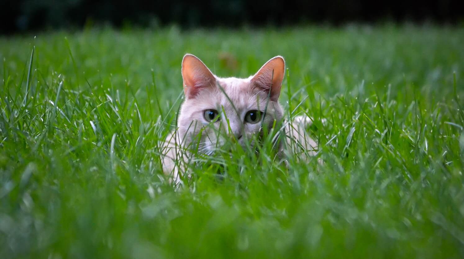 why-cats-eat-grass