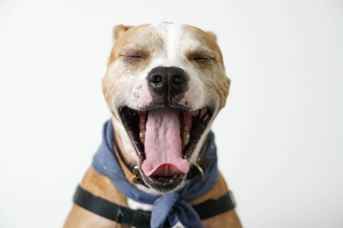 why-do-dogs-yawn