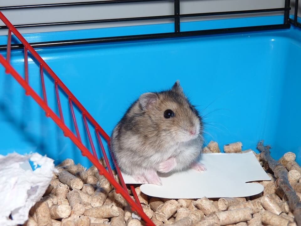 10 Best Hamster Cages Reviews and Buying Guide