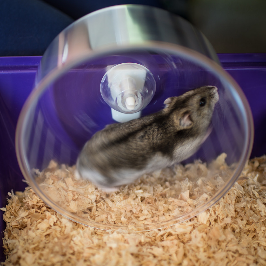 6 Best Rated Hamster Wheels Reviews and Buying Guide