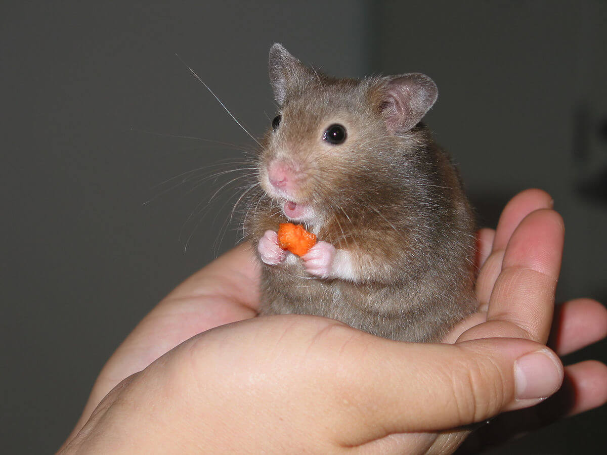can-hamsters-eat-carrots