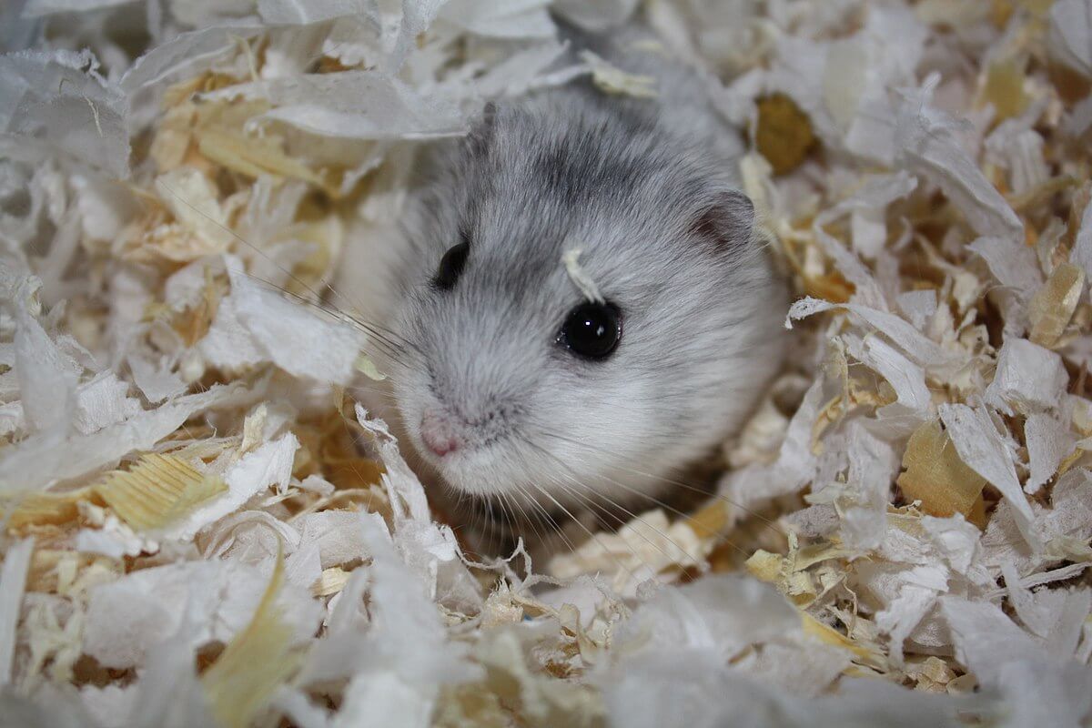 can-hamsters-eat-cheese