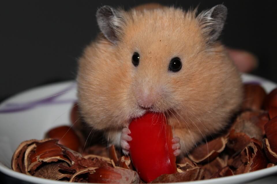 can-hamsters-eat-cherries