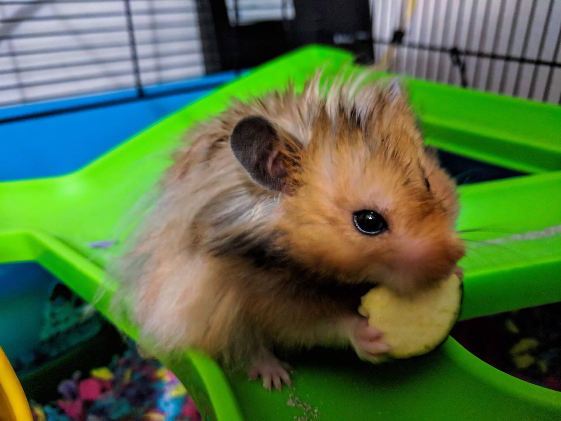 can-hamsters-eat-peanut-butter