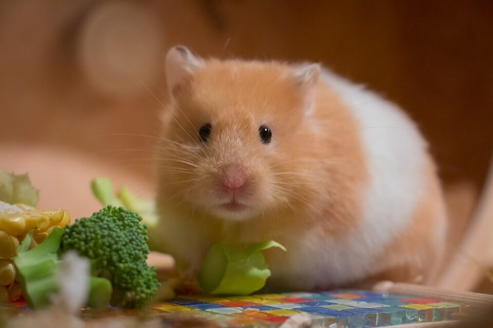 can-hamsters-eat-spinach