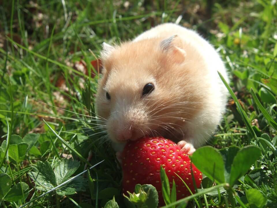 can-hamsters-eat-strawberries