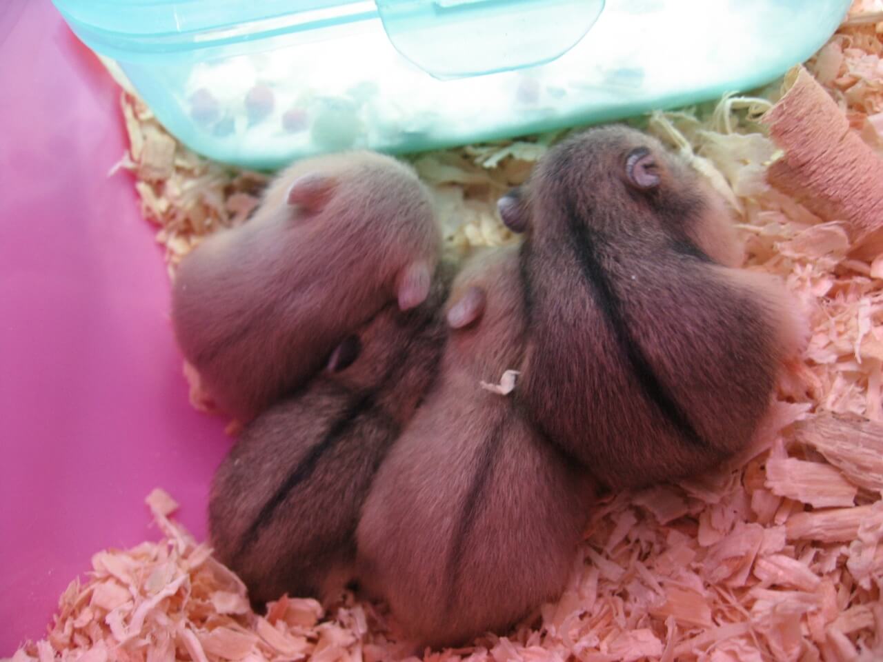 do-hamsters-eat-their-babies