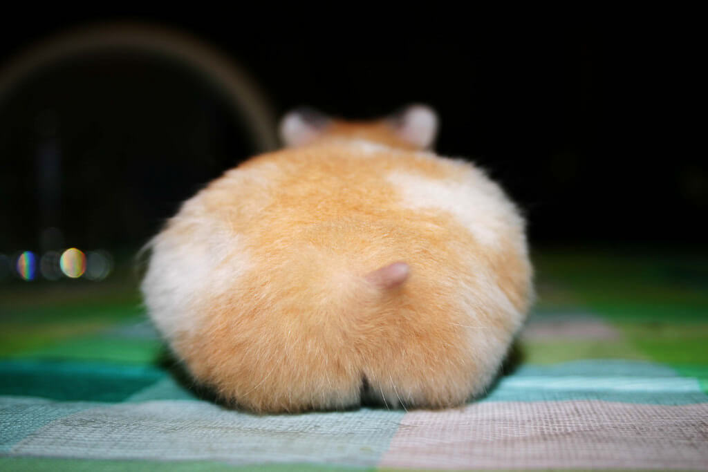 do-hamsters-have-tails