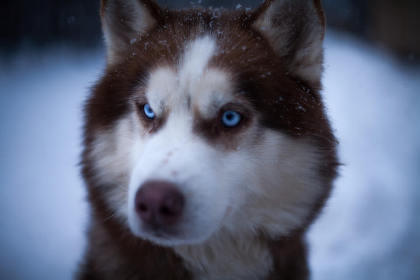what-dogs-breeds-have-blue-eyes