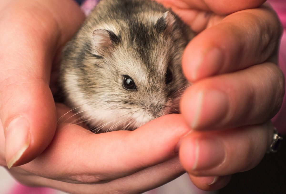 where-to-buy-hamsters