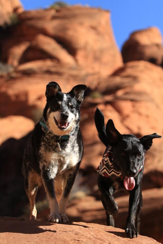 are-dogs-allowed-in-national-parks
