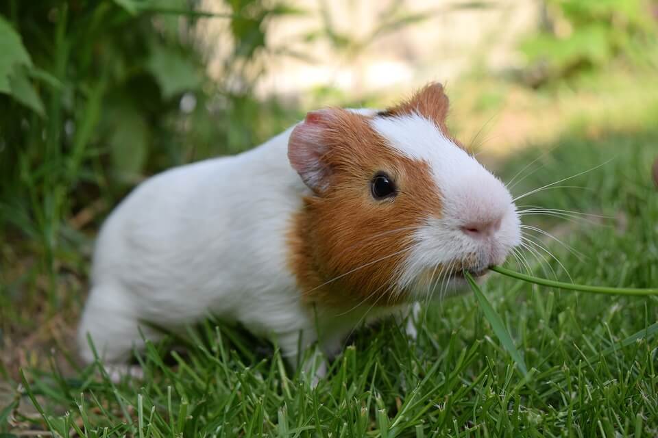 Are Guinea Pig Good Pets
