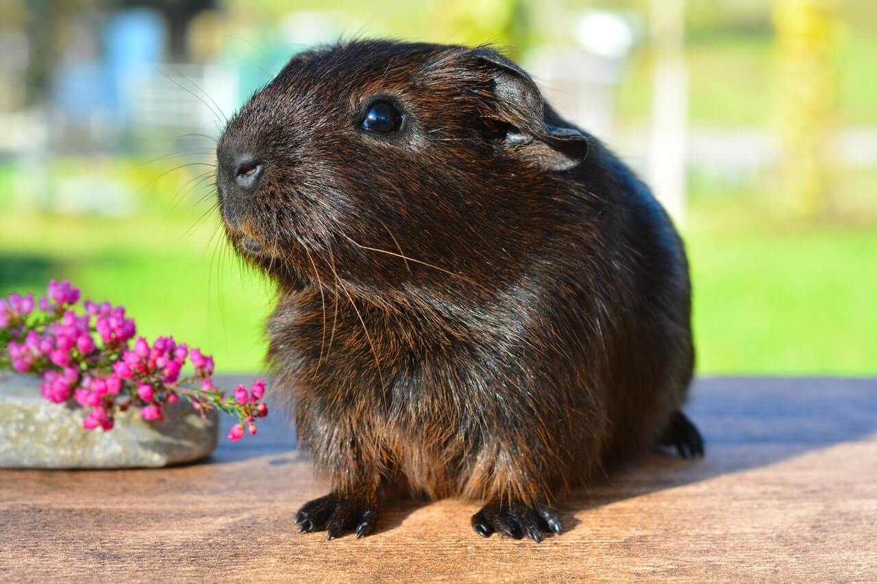 are-guinea-pigs-smelly