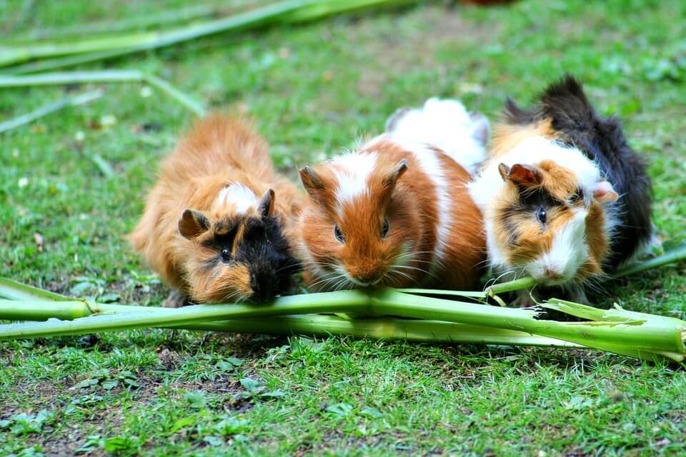 are-guinea-pigs-social