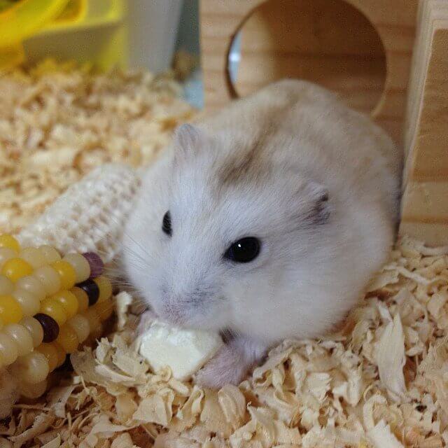 Are Hamsters Friendly? | Pet Love That