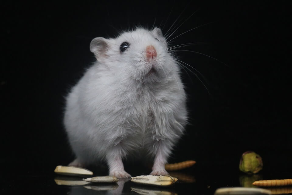 are-hamsters-omnivores