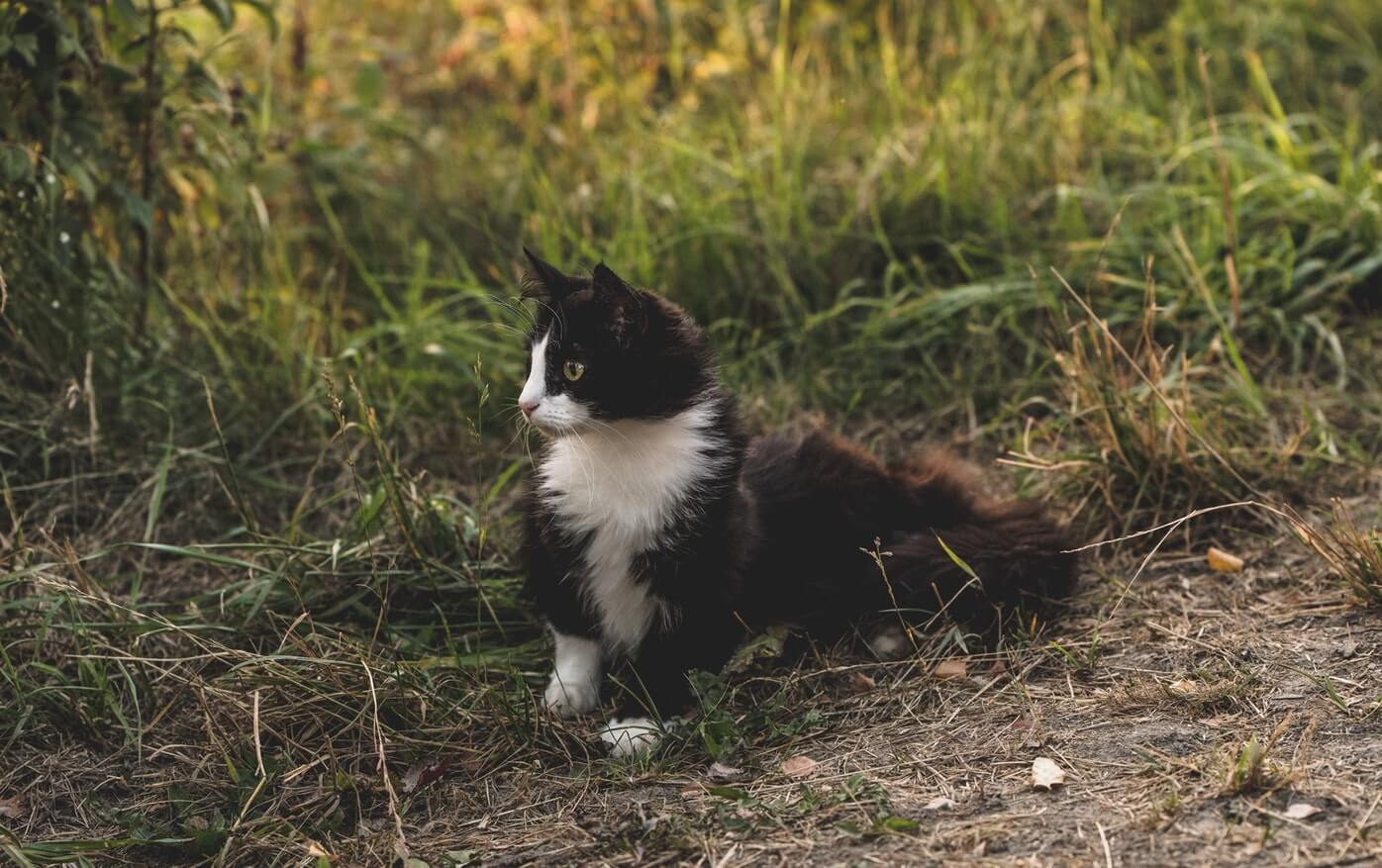 Why Do Cats Get Worms? | Pet Love That