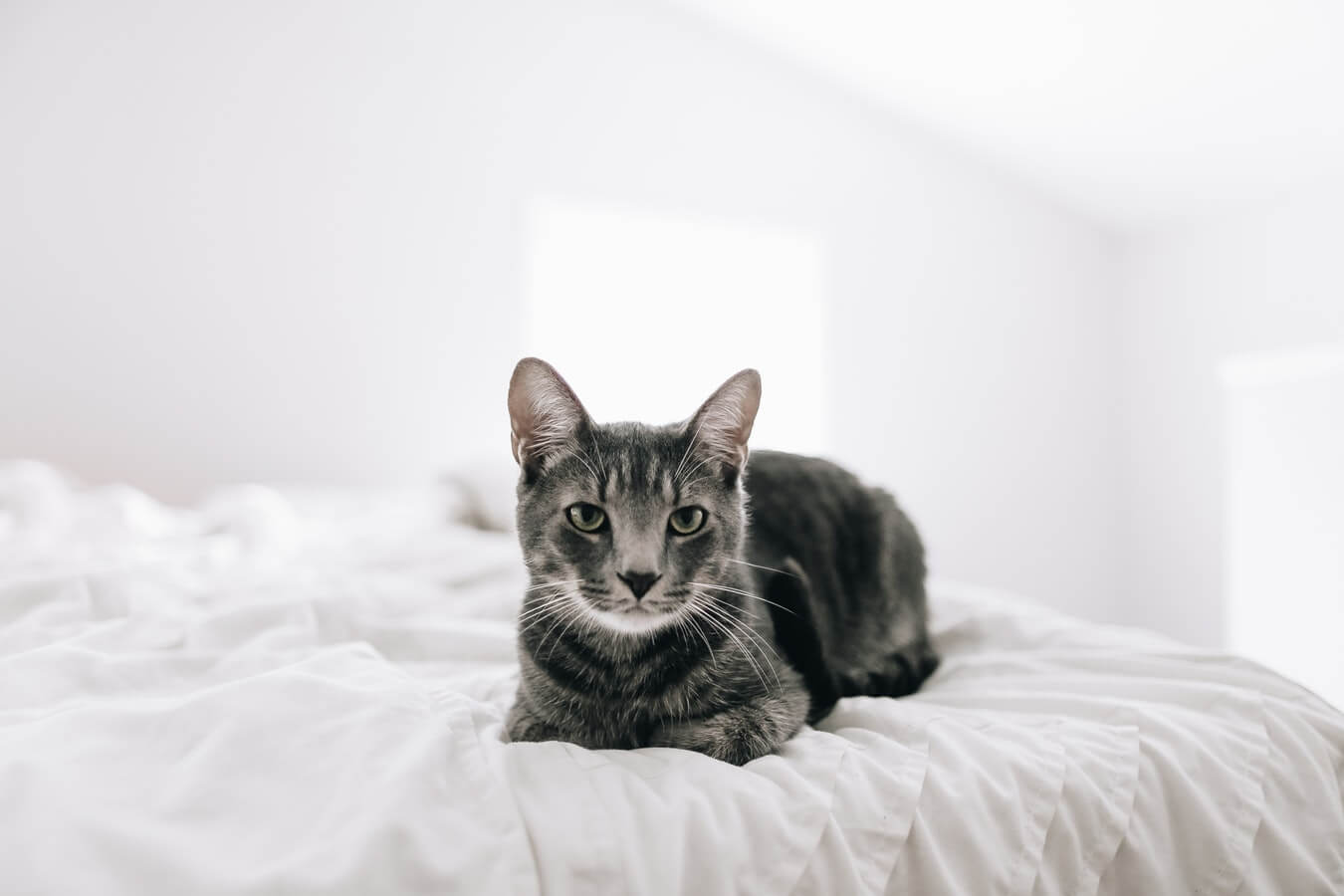 why-do-cats-pee-on-the-bed
