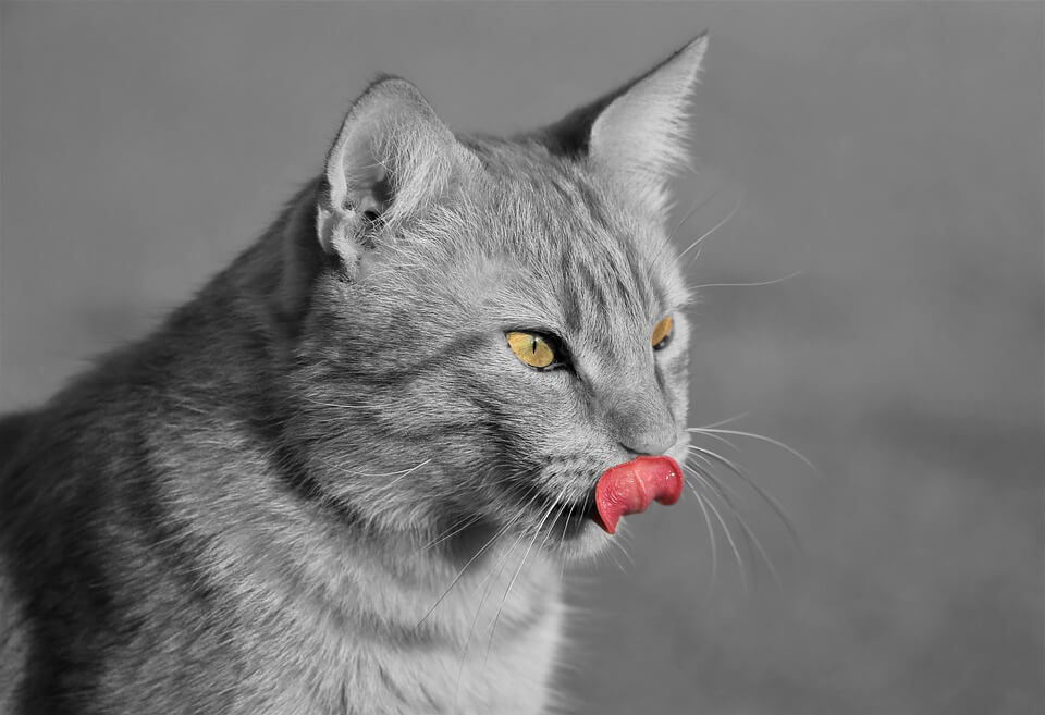 7-reasons-why-do-cats-lick-plastic