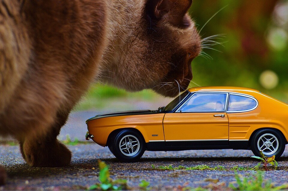8-tips-how-to-keep-cats-off-your-car