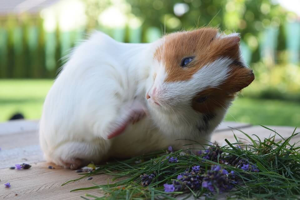 do-guinea-pigs-have-tails