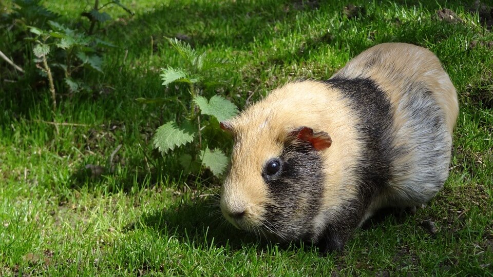 do-guinea-pigs-need-hay