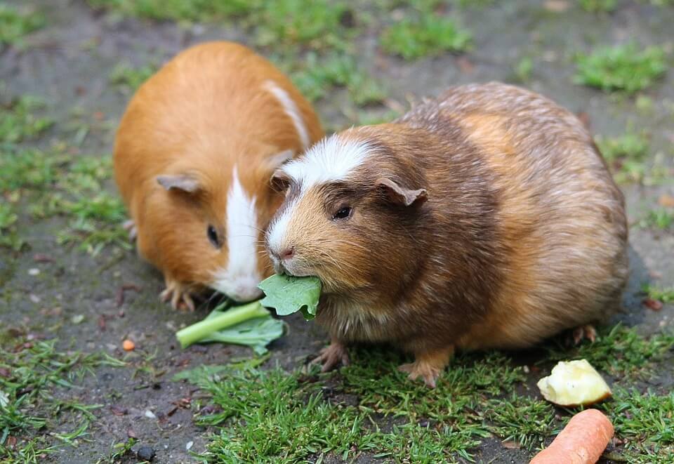 what-can-guinea-pigs-eat