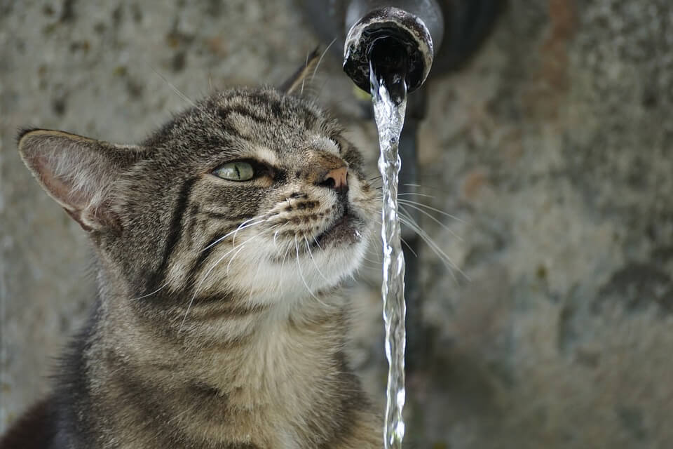 why-do-cats-hate-water