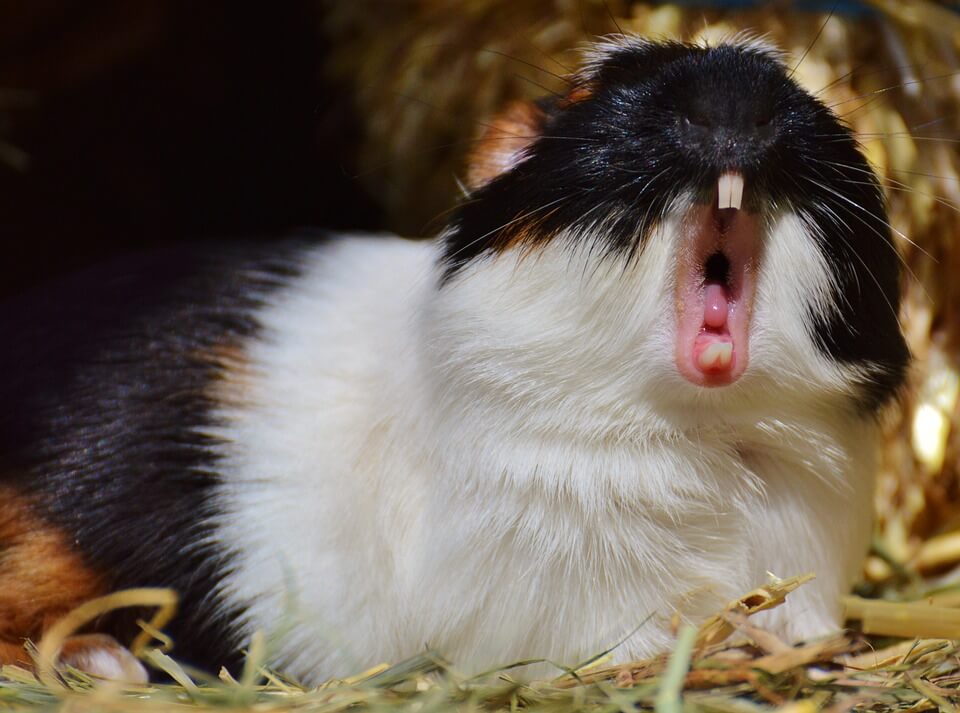 how-to-get-your-guinea-pig-to-stop-biting-you