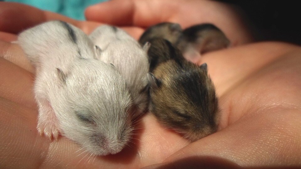 how-long-do-hamsters-sleep