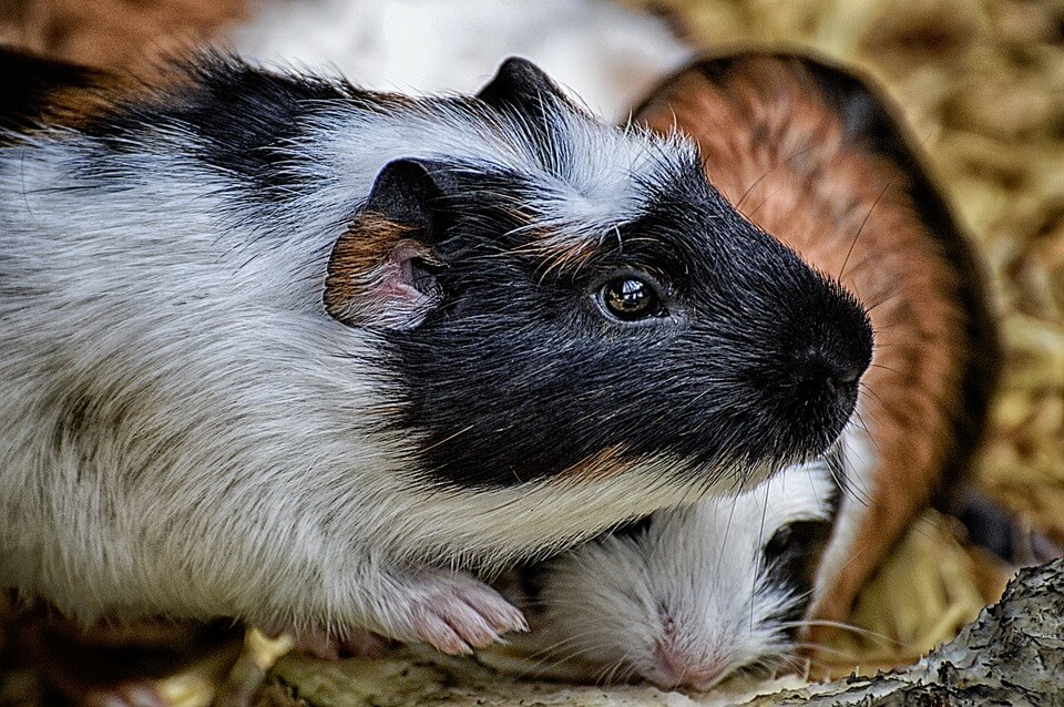 how-to-tell-if-a-guinea-pig-is-pregnant