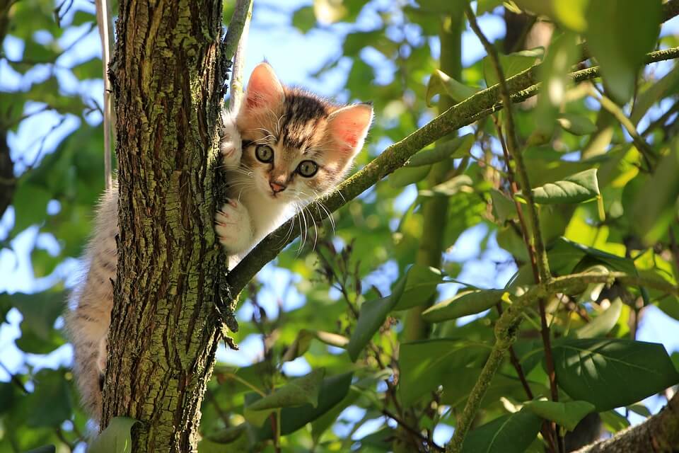 4 Effective Ways How To Get A Cat Out Of A Tree Pet Love That
