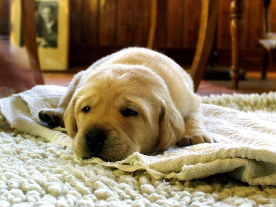 how-to-get-dog-urine-smell-out-of-carpet