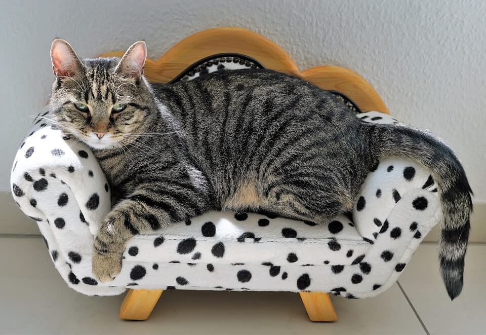 how-to-keep-cats-from-scratching-furniture