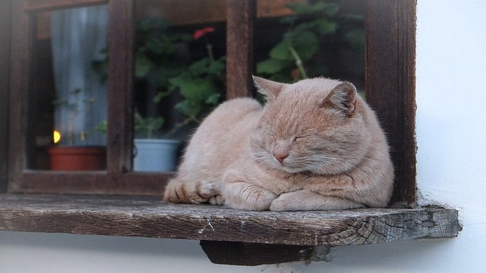 how-to-keep-cats-out-of-houseplants