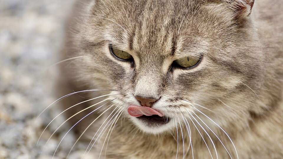 why-do-cats-stick-their-tongues-out