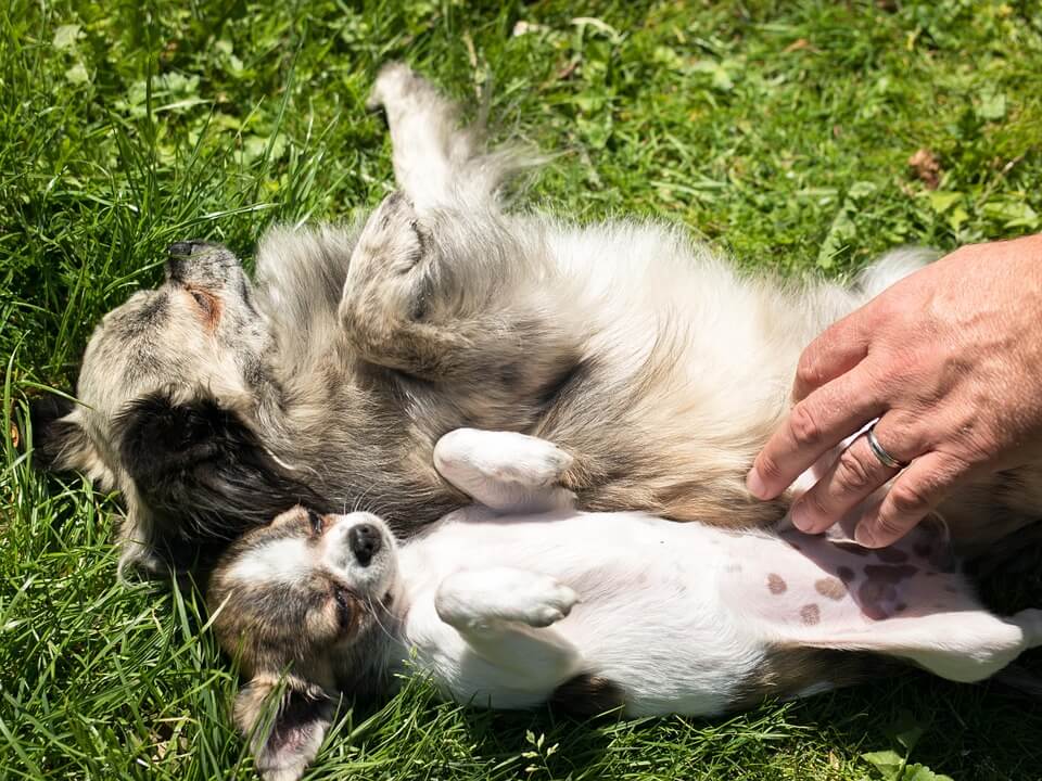 why-do-dogs-like-belly-rubs