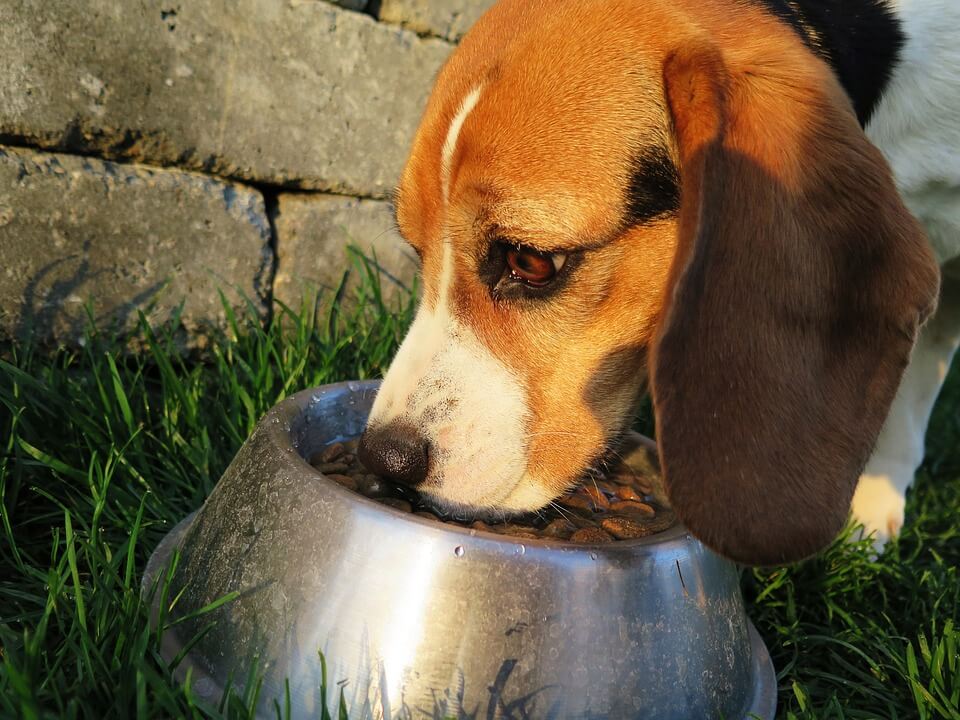 how-long-can-a-dog-go-without-food-and-water