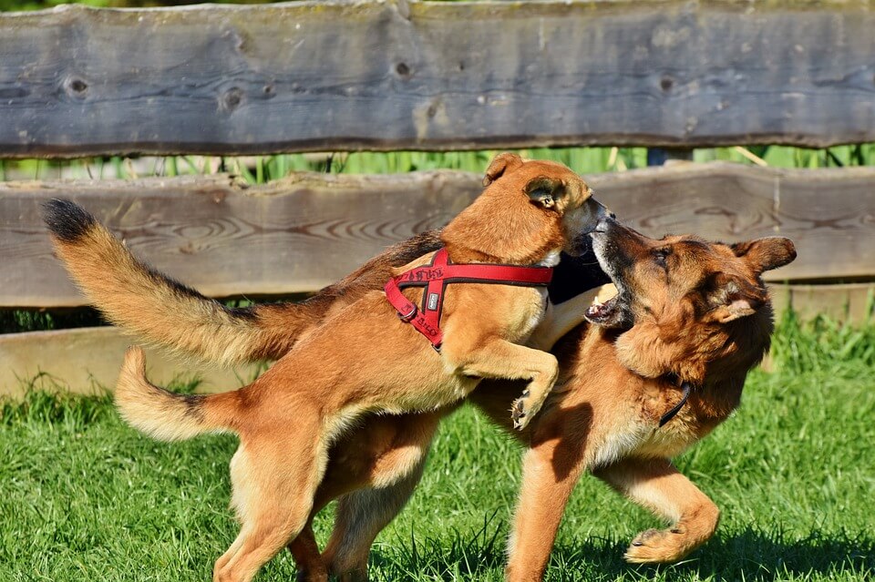 how-to-break-up-a-dog-fight