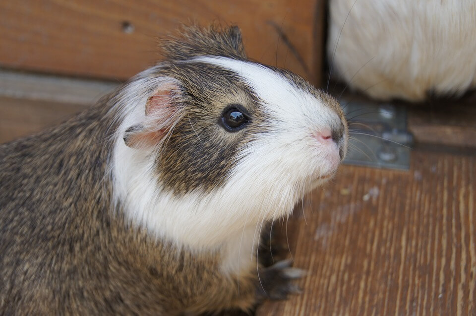 How To Tell Guinea Pig Gender
