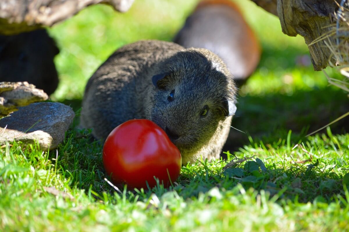 what-fruit-can-guinea-pigs-eat